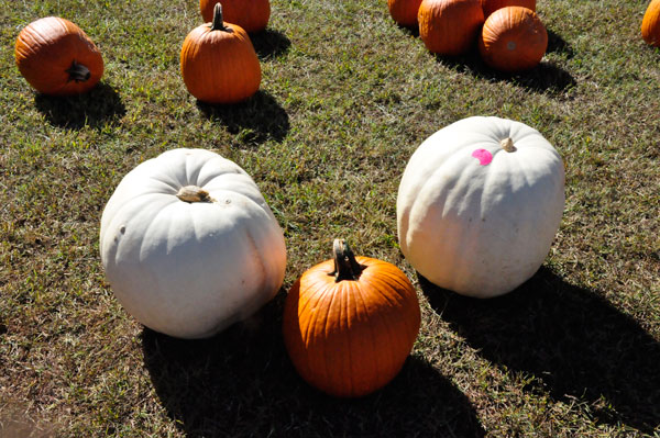 big white and orange pumpkins